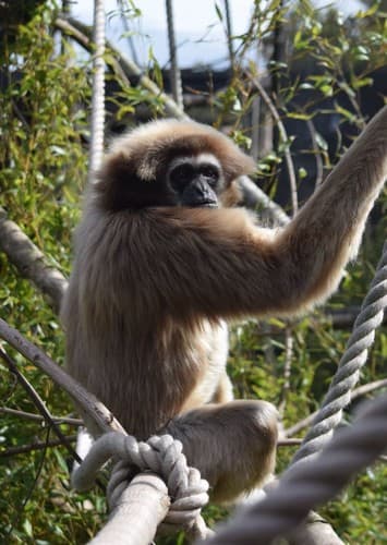Gibbon