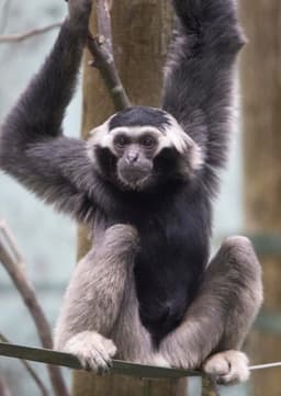 Gibbon