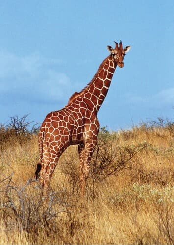 Giraffe