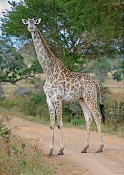 Giraffe