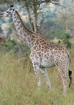 Giraffe