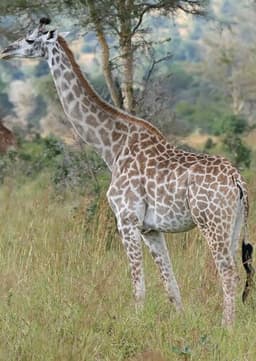 Giraffe