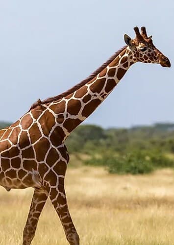 Giraffe