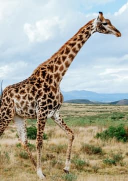 Giraffe