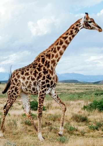 Giraffe
