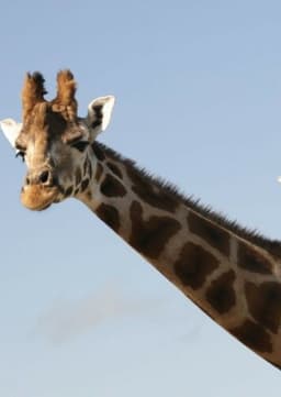 Giraffe