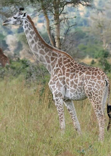 Giraffe