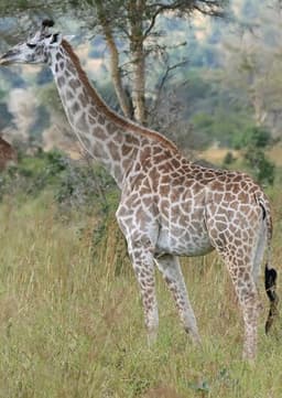 Giraffe