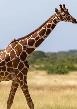 Giraffe