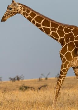 Giraffe