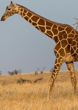 Giraffe