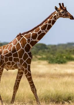 Giraffe