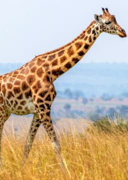 Giraffe