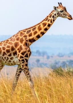 Giraffe