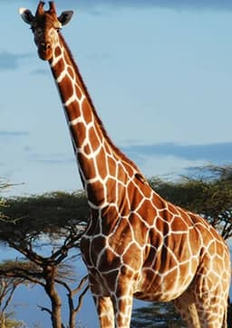 Giraffe