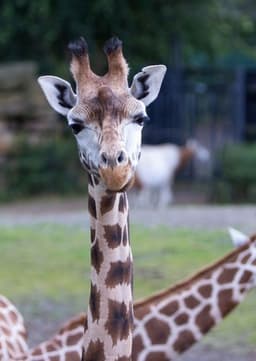 Giraffe