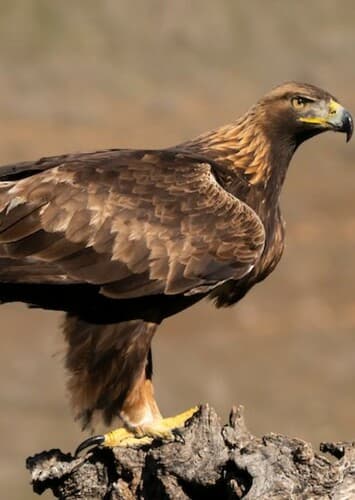 Golden Eagle