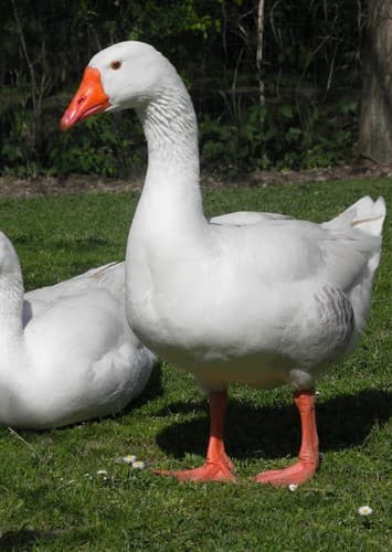 Goose