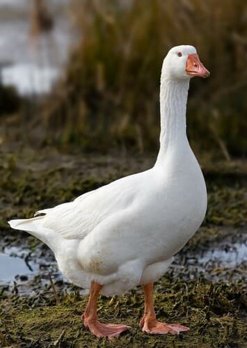 Goose