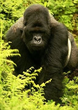 Gorilla