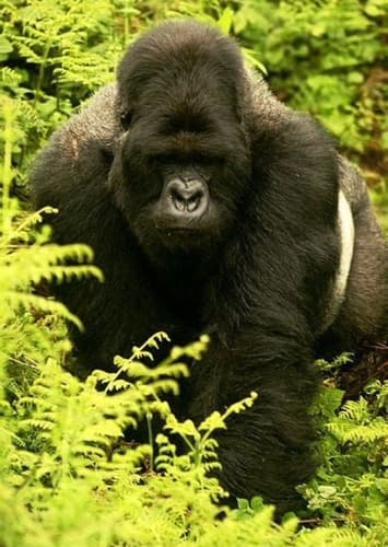 Gorilla