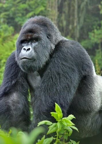 Gorilla