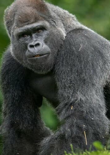 Gorilla