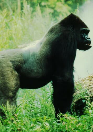 Gorilla