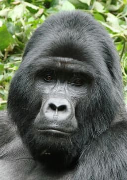 Gorilla