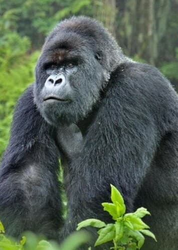 Gorilla