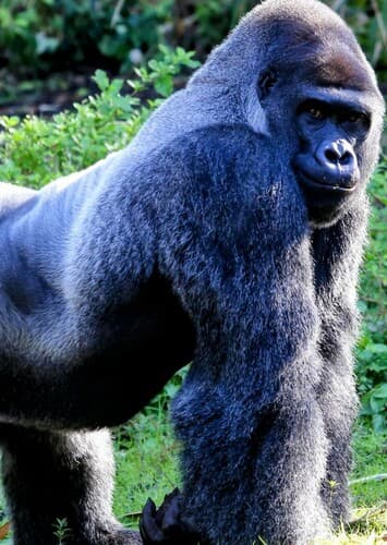 Gorilla