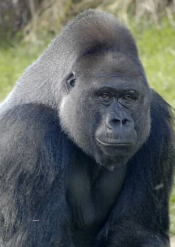 Gorilla