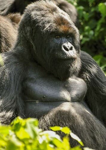 Gorilla