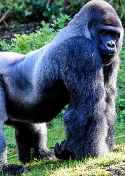Gorilla