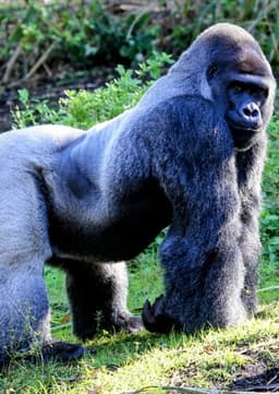 Gorilla