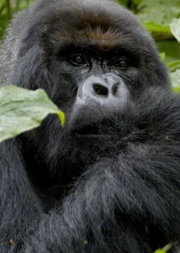 Gorilla