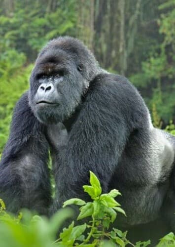 Gorilla