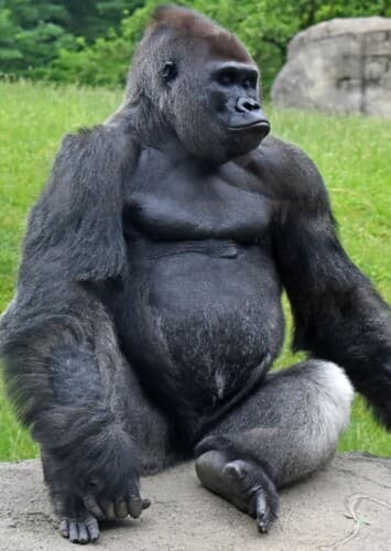 Gorilla