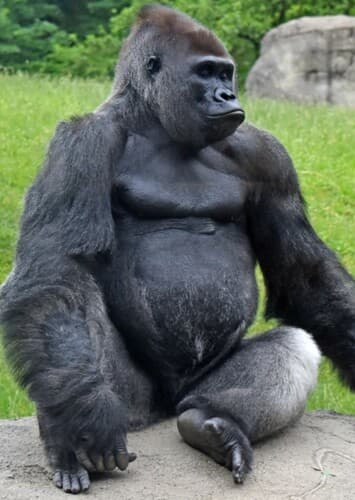 Gorilla