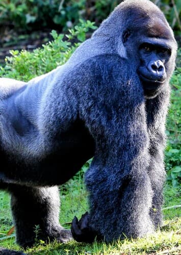 Gorilla