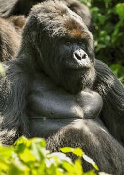 Gorilla