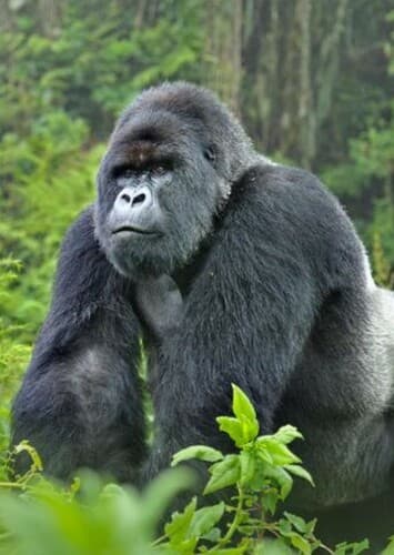 Gorilla