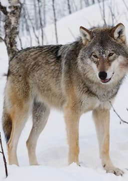 Gray Wolf