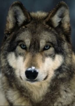 Gray Wolf