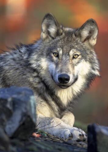 Gray wolf