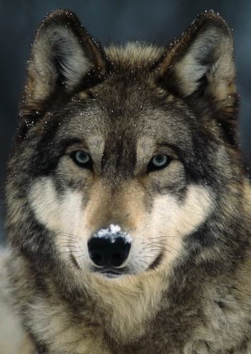 Gray Wolf