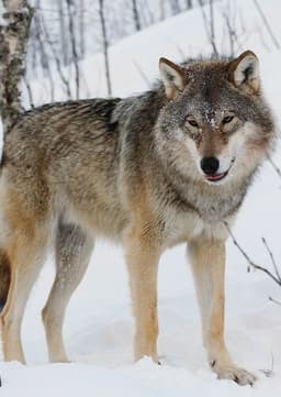 Gray Wolf