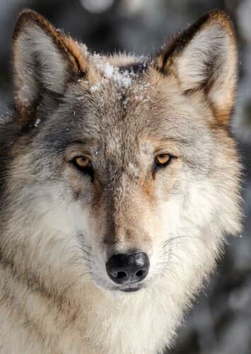 Gray Wolf