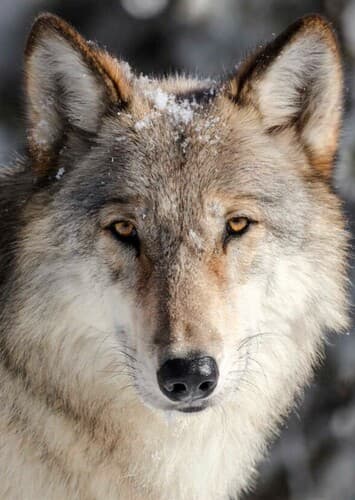 Gray Wolf
