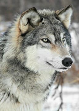 Gray Wolf